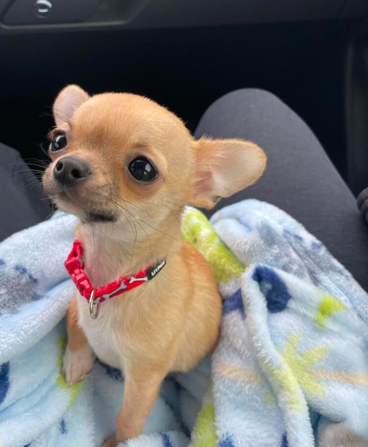 Loo-Chi