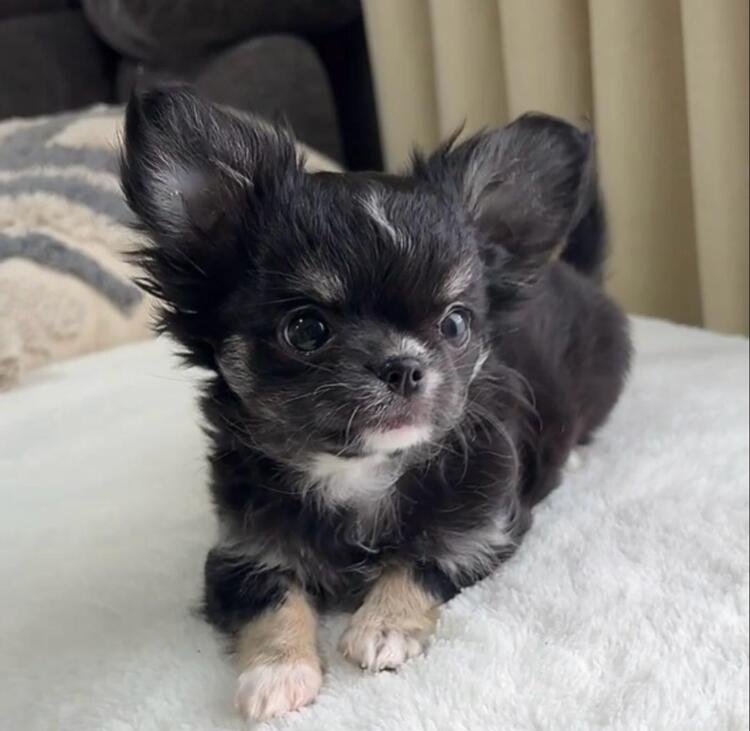 Lulu