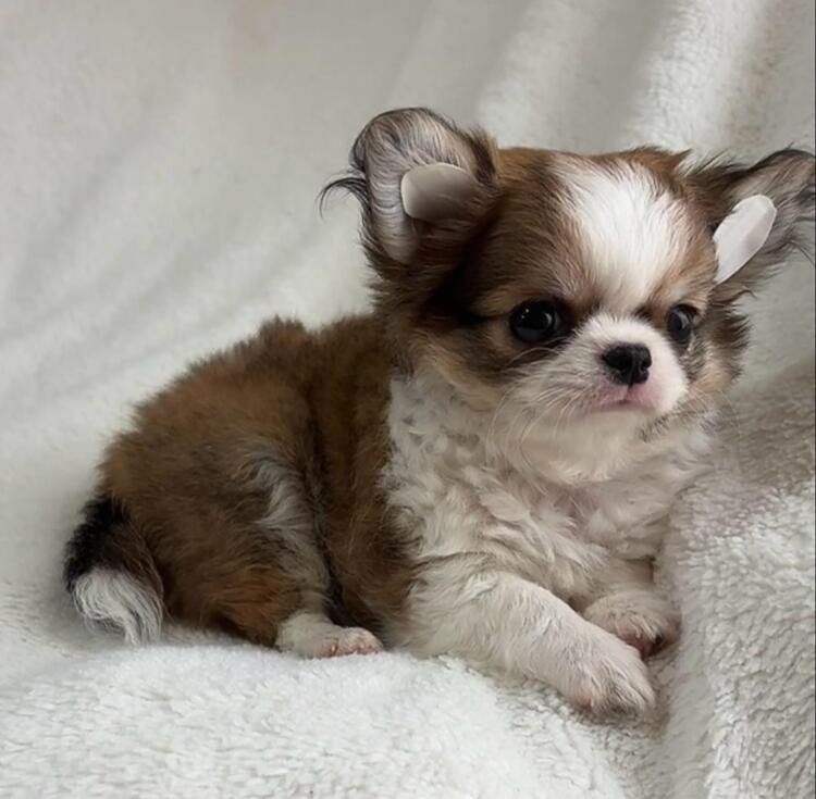 Daisy