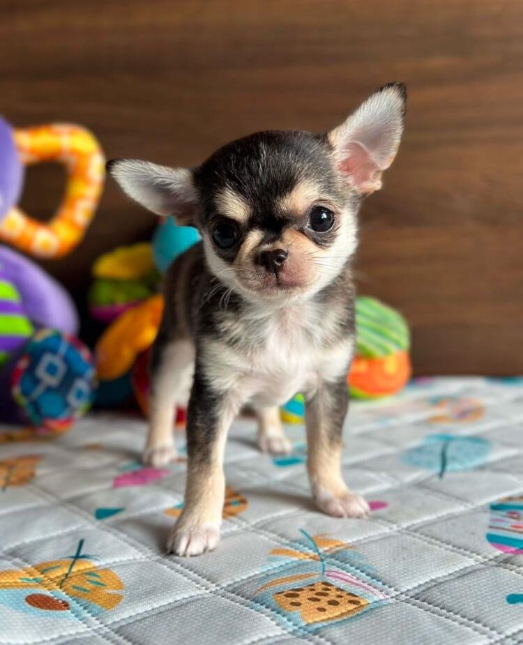 Nacho